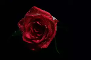 Pouštní Růže