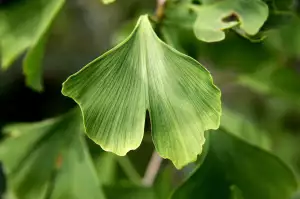 Ginkgo Biloba