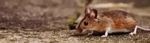 Myš Kreslená