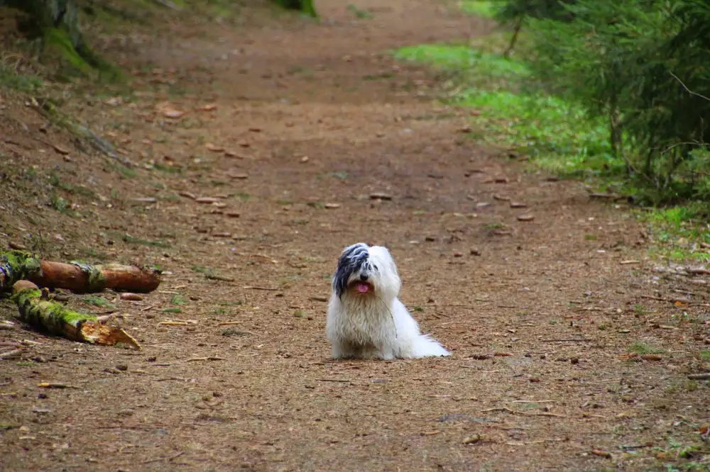 Coton De Tulear