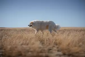 Pyrenejský Horský Pes