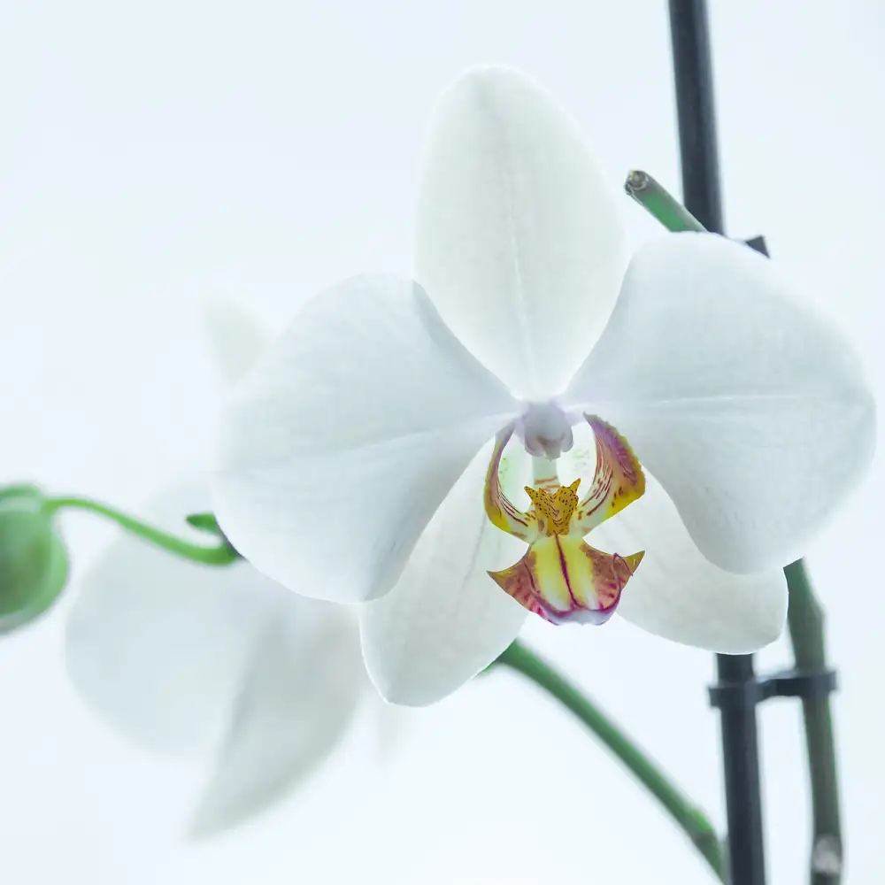 Phalaenopsis