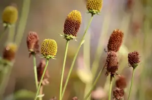 Chládek Zahradnictví