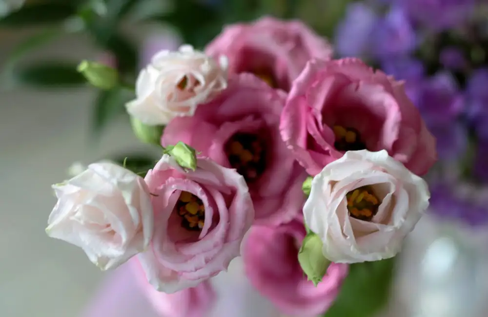 Eustoma