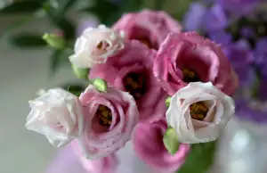 Eustoma